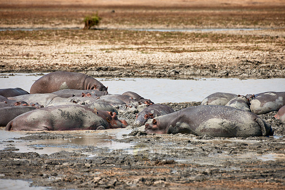 Hippo, Hippopotamus amphibius