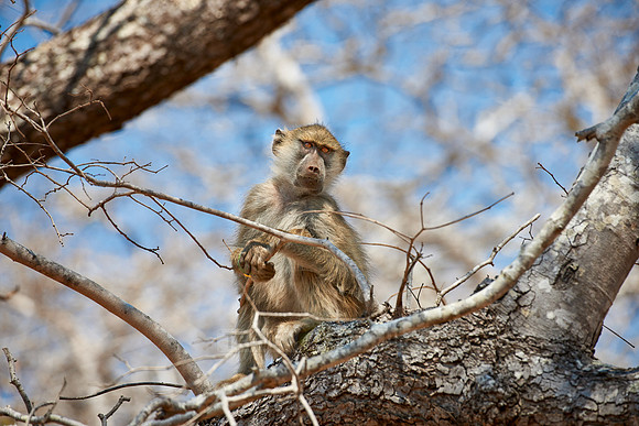 Yellow Baboon, Papio cynocephalus