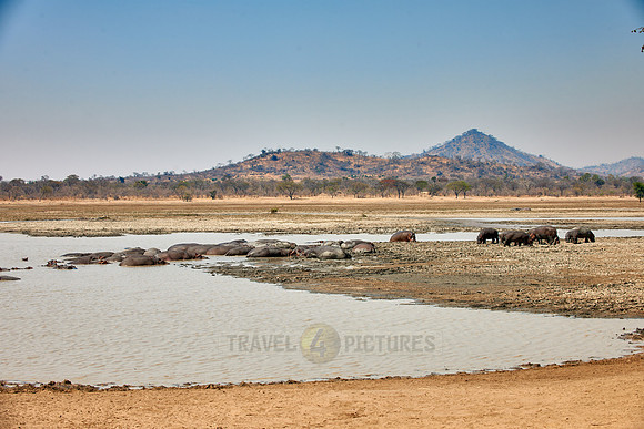 Hippo, Hippopotamus amphibius
