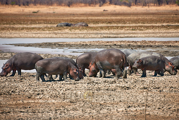 Hippo, Hippopotamus amphibius