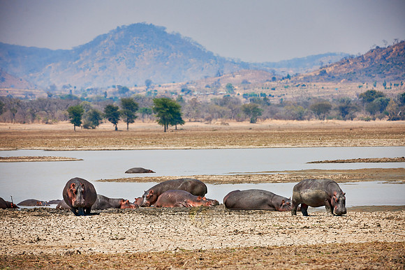Hippo, Hippopotamus amphibius