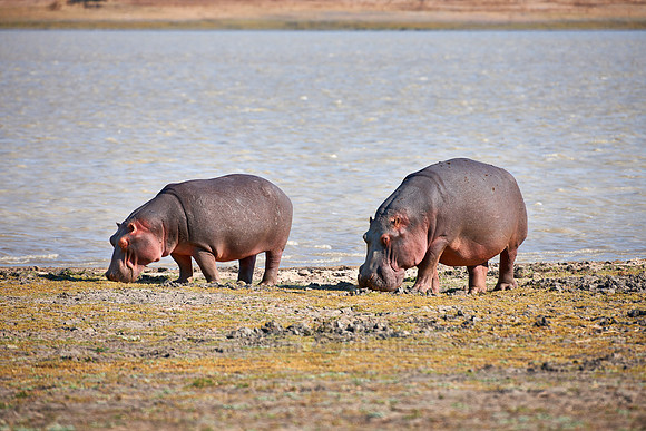 Hippo, Hippopotamus amphibius