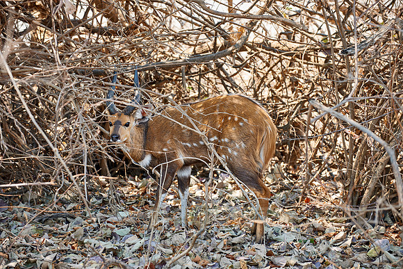 male Bushbuck