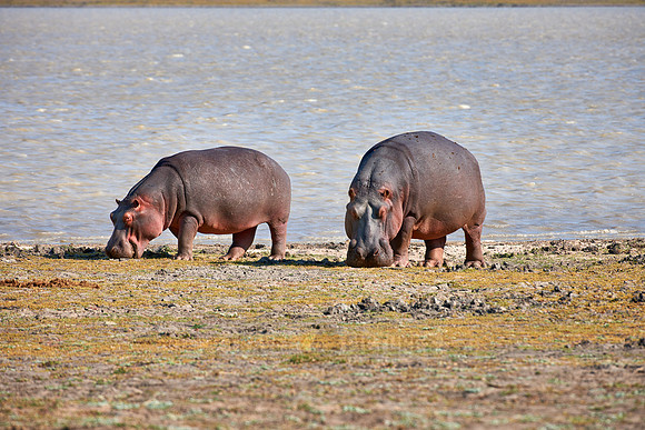 Hippo, Hippopotamus amphibius