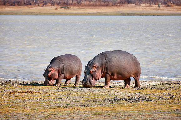 Hippo, Hippopotamus amphibius