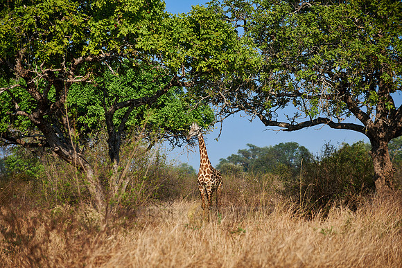 Thornicroft Giraffe, Giraffa camelopardalis thornicrofti
