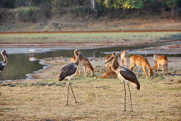young Saddle-billed Storks