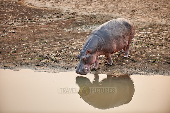 Hippo, Hippopotamus amphibius