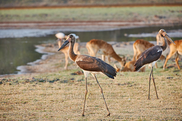 young Saddle-billed Storks
