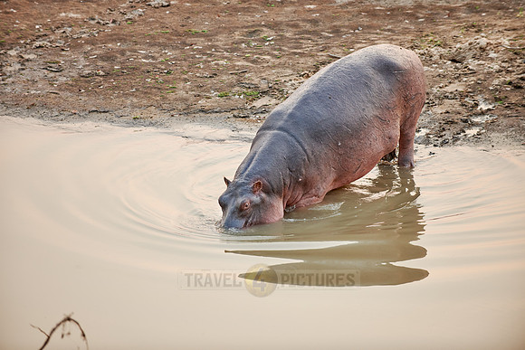 Hippo, Hippopotamus amphibius