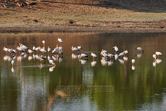 Yellow-billed Stork, Mycteria ibis