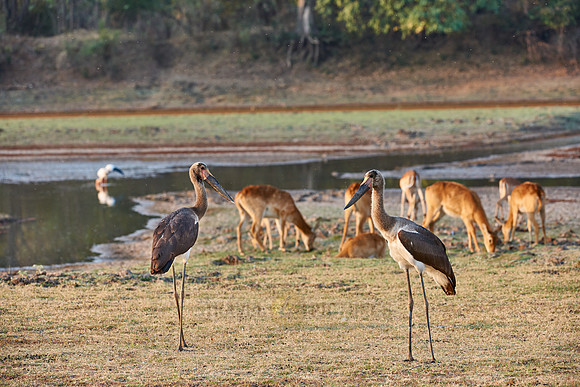 young Saddle-billed Storks