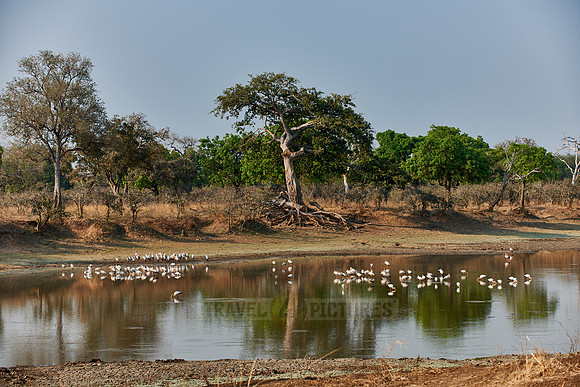 Yellow-billed Stork, Mycteria ibis