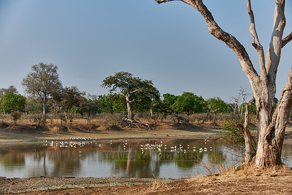 Yellow-billed Stork, Mycteria ibis