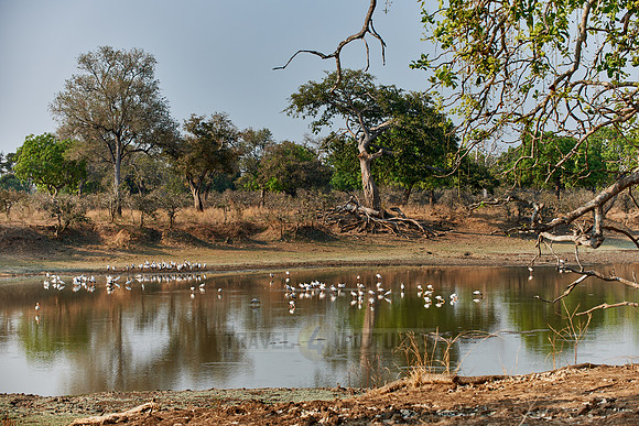 Yellow-billed Stork, Mycteria ibis