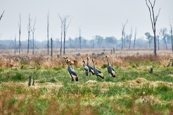 Black Crowned Crane, Balearica pavonina