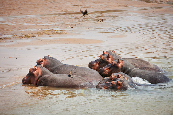 Hippo, Hippopotamus amphibius