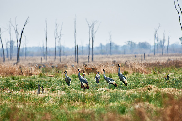 Black Crowned Crane, Balearica pavonina