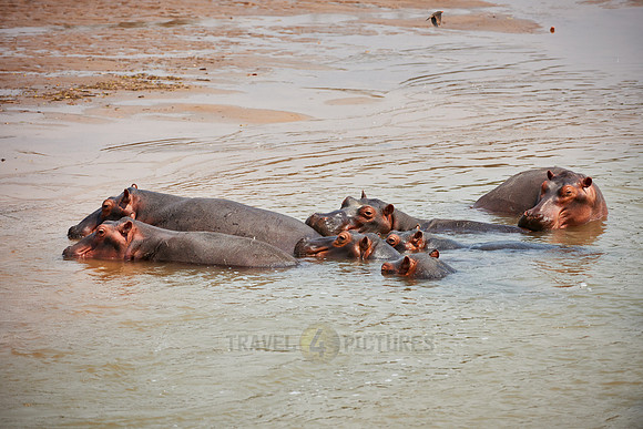 Hippo, Hippopotamus amphibius
