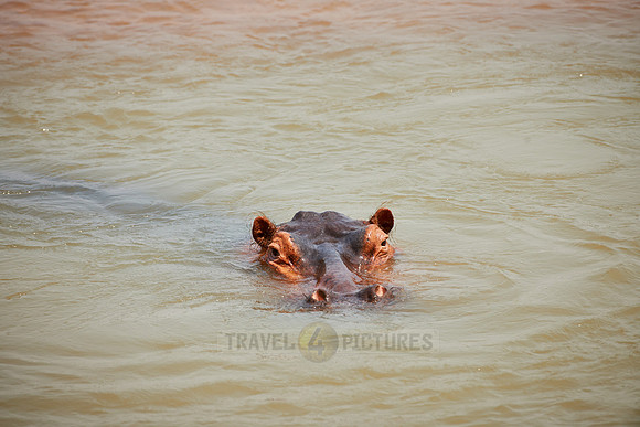 Hippo, Hippopotamus amphibius