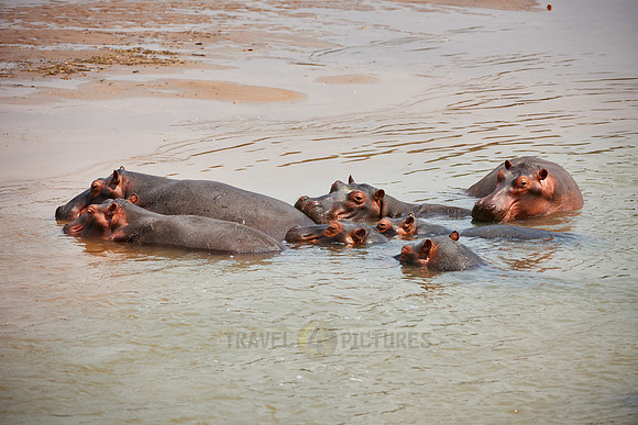 Hippo, Hippopotamus amphibius