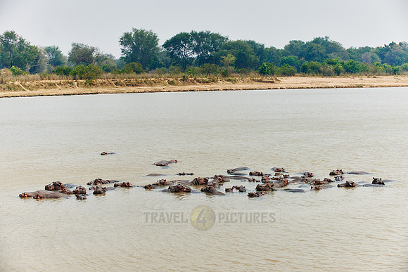 Hippo, Hippopotamus amphibius