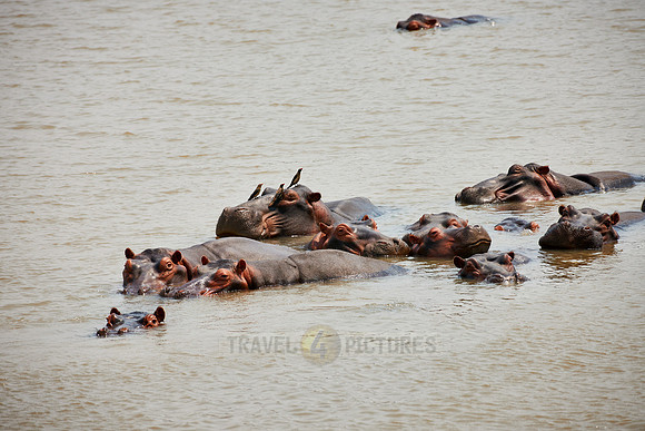 Hippo, Hippopotamus amphibius
