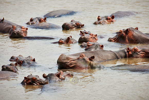 Hippo, Hippopotamus amphibius