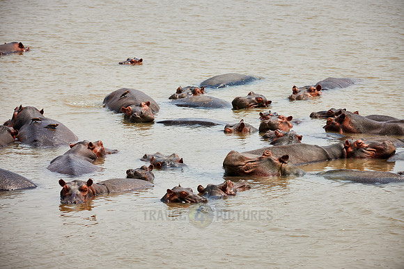 Hippo, Hippopotamus amphibius