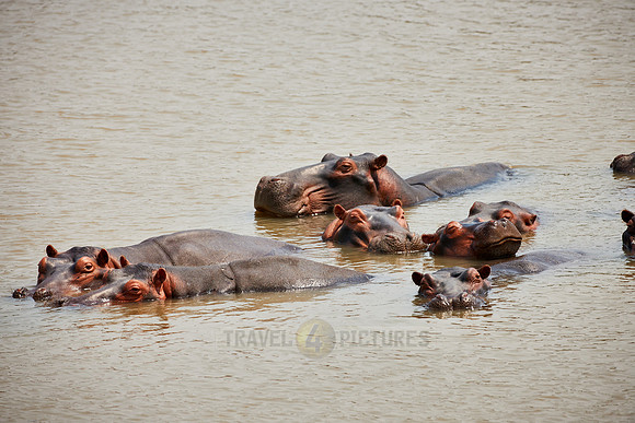 Hippo, Hippopotamus amphibius