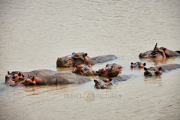 Hippo, Hippopotamus amphibius