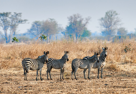 Plains Zebra or Burchell's zebra