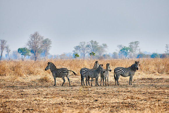 Plains Zebra or Burchell's zebra