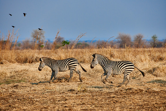 Plains Zebra or Burchell's zebra
