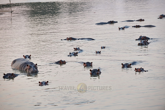 Hippo, Hippopotamus amphibius