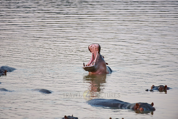 Hippo, Hippopotamus amphibius