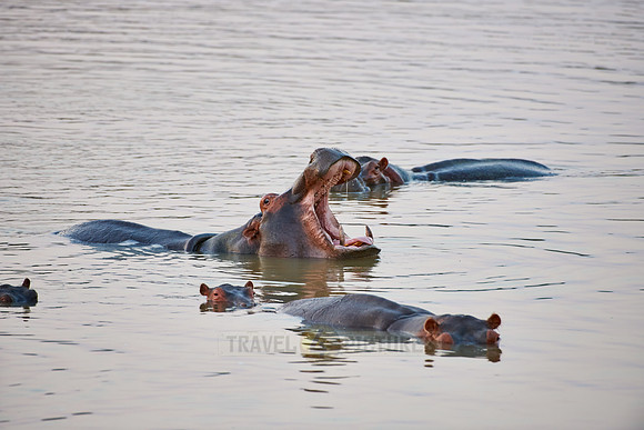Hippo, Hippopotamus amphibius