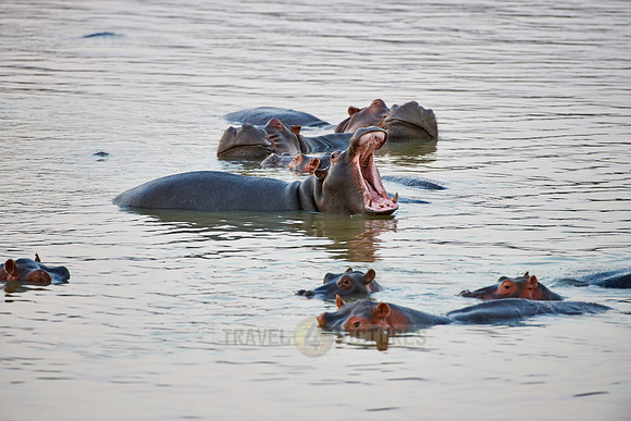 Hippo, Hippopotamus amphibius
