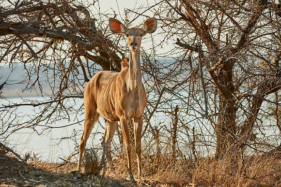 Greater Kudu, Tragelaphus strepsiceros, Vwaza Marsh Game Reserve, Malawi