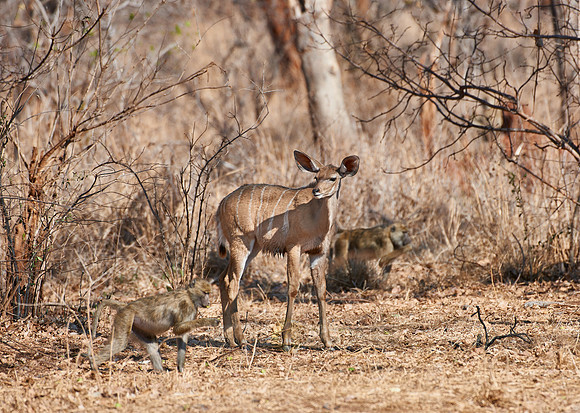 Greater Kudu, Tragelaphus strepsiceros, Vwaza Marsh Game Reserve, Malawi