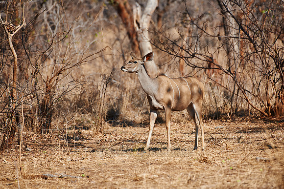 Greater Kudu, Tragelaphus strepsiceros, Vwaza Marsh Game Reserve, Malawi