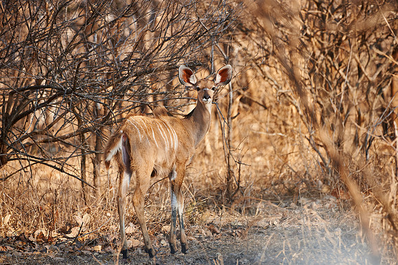 Greater Kudu, Tragelaphus strepsiceros, Vwaza Marsh Game Reserve, Malawi