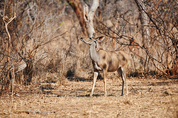 Greater Kudu, Tragelaphus strepsiceros, Vwaza Marsh Game Reserve, Malawi