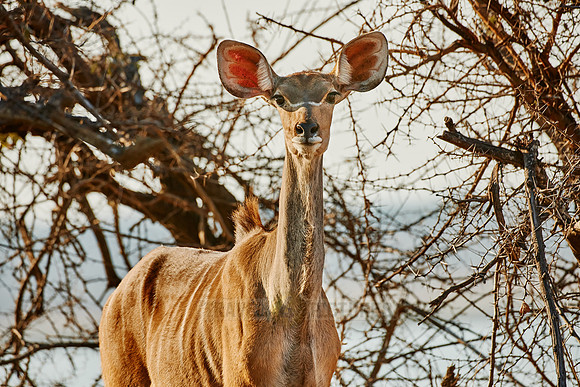 Greater Kudu, Tragelaphus strepsiceros, Vwaza Marsh Game Reserve, Malawi
