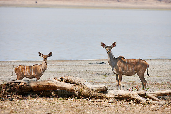 Greater Kudu, Tragelaphus strepsiceros, Vwaza Marsh Game Reserve, Malawi