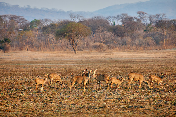 Greater Kudu, Tragelaphus strepsiceros, Vwaza Marsh Game Reserve, Malawi