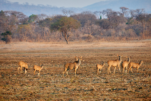 Greater Kudu, Tragelaphus strepsiceros, Vwaza Marsh Game Reserve, Malawi