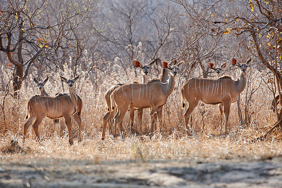Greater Kudu, Tragelaphus strepsiceros, Vwaza Marsh Game Reserve, Malawi