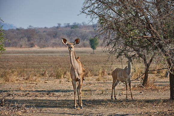 Greater Kudu, Tragelaphus strepsiceros, Vwaza Marsh Game Reserve, Malawi
