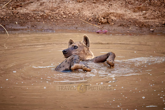 spotted hyena (Crocuta crocuta) taking a bath